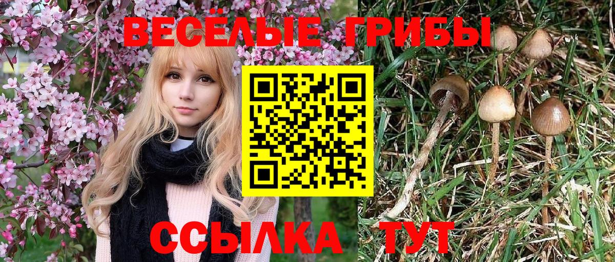 Галлюциногенные грибы Psilocybe Нягань